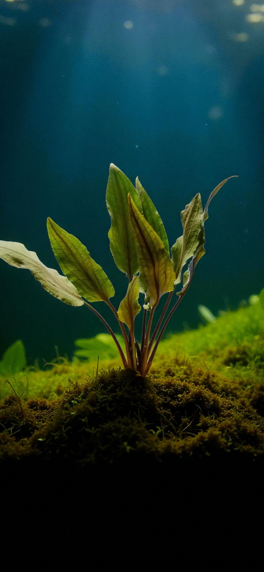 🌿 Cryptocoryne Undulata – Hardy, Wavy-Leaf Aquarium Plant for Midground Beauty