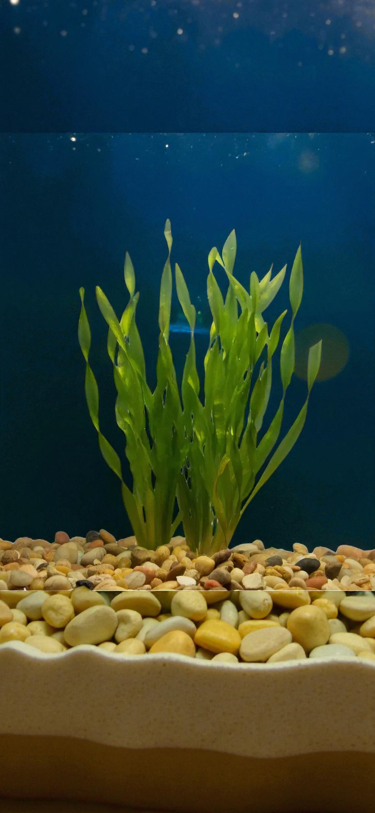 🌿 Corkscrew (curly) Jungle Val – Hardy, Flowing Live Aquarium Plant (Vallisneria americana var. biwaensis)