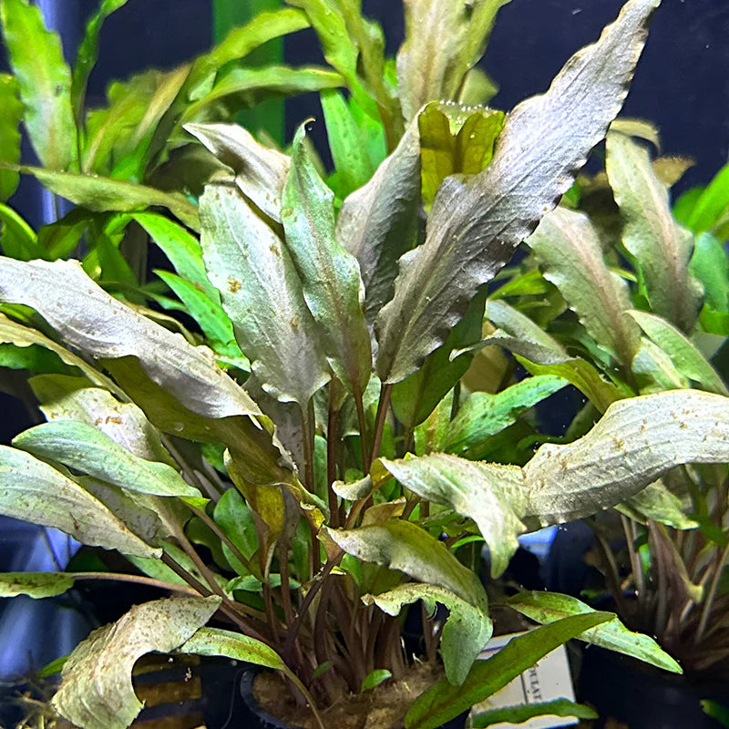 🌿 Cryptocoryne Undulata – Hardy, Wavy-Leaf Aquarium Plant for Midground Beauty