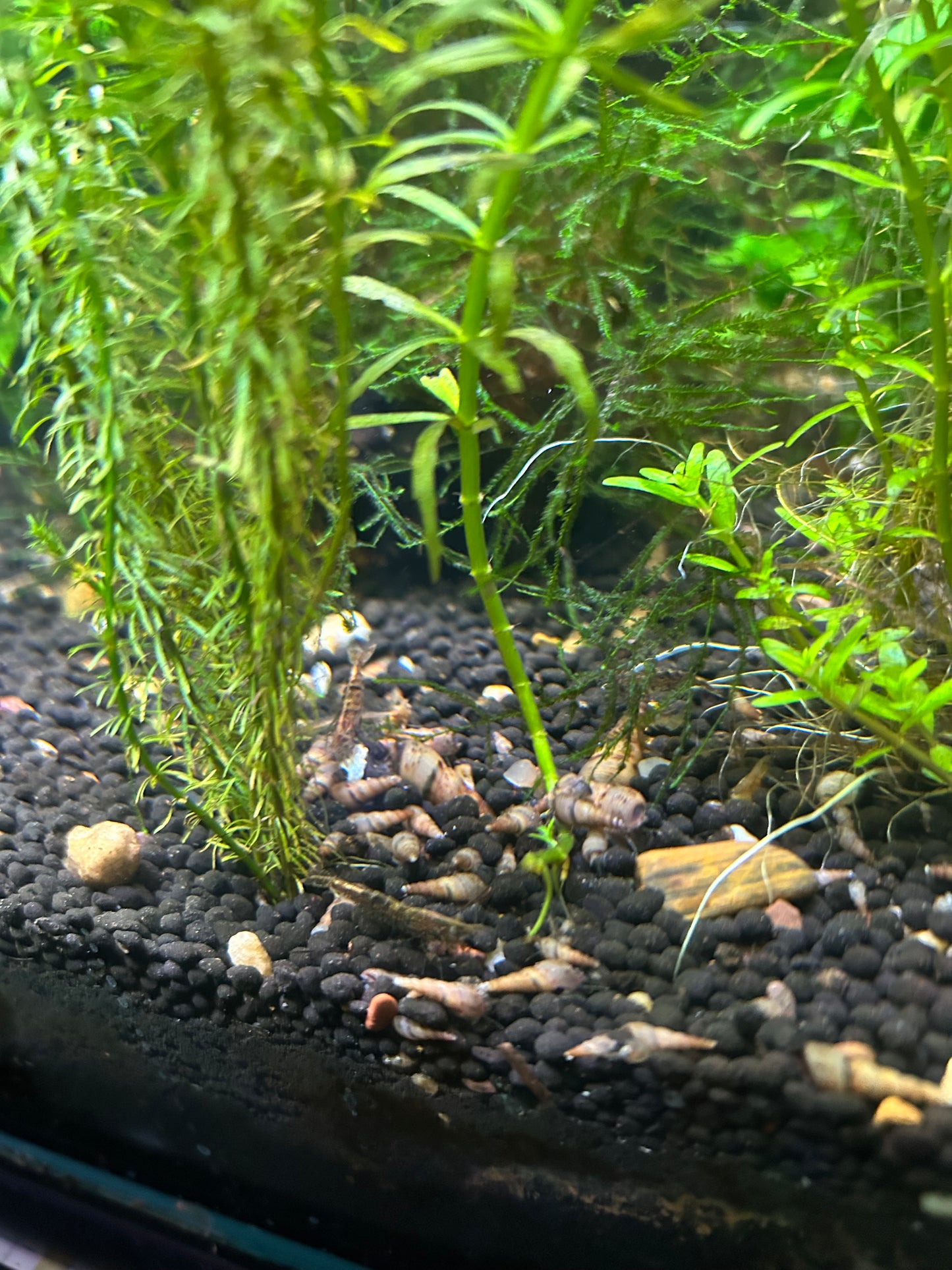 πβ¨ Malaysian Trumpet Snails (MTS) β¨π