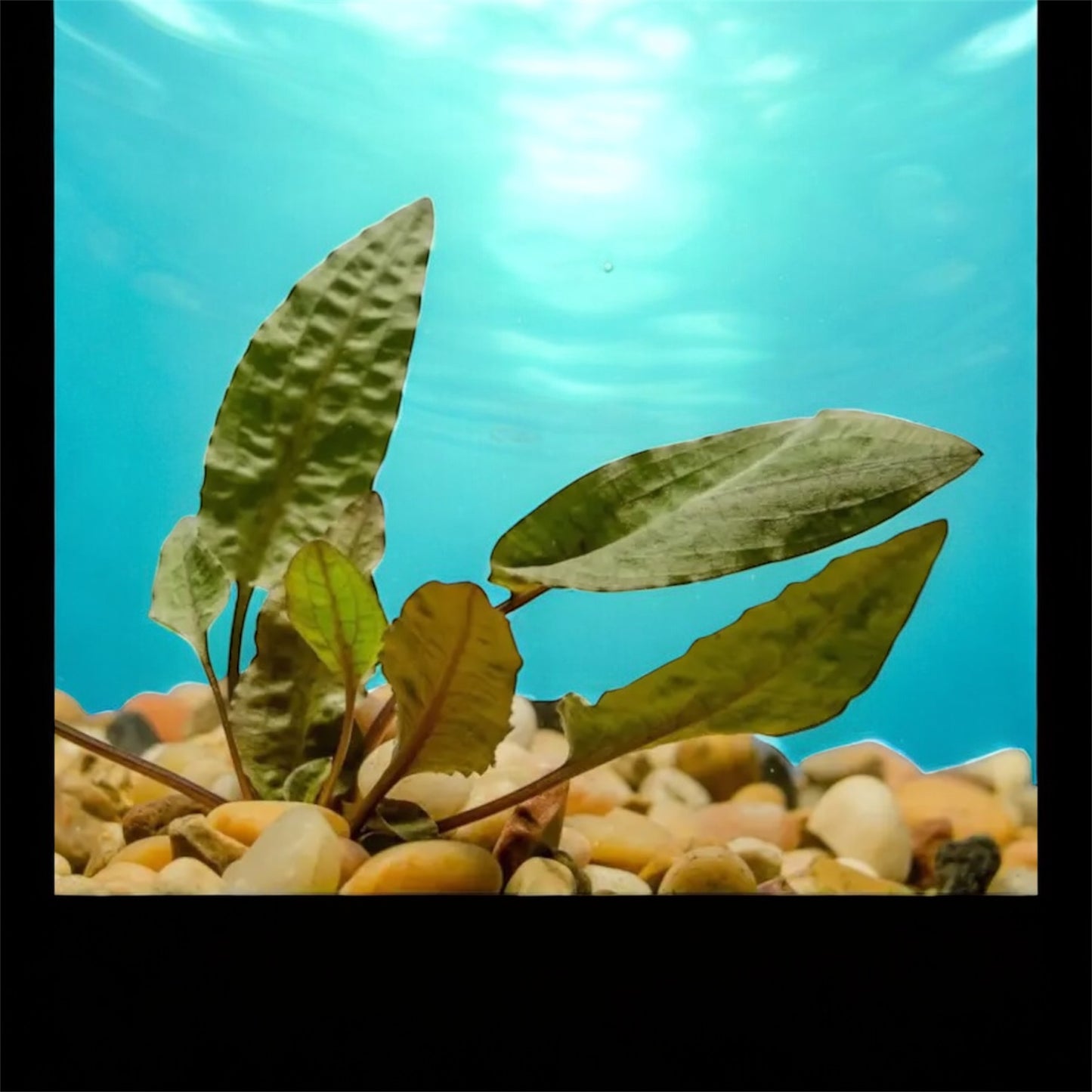 🌿 Cryptocoryne Wendtii ‘Brown’ – Hardy, Easy Live Aquarium Plant