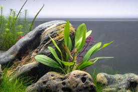 Red Rubin Sword – Vibrant, Hardy Aquarium Plant (Echinodorus ‘Red Rubin’)