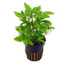 🌿 Staurogyne Repens (Potted) – Compact, Hardy Foreground Aquarium Plant