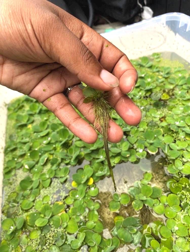 Dwarf Water Lettuce - Live Floating Aquarium Plant