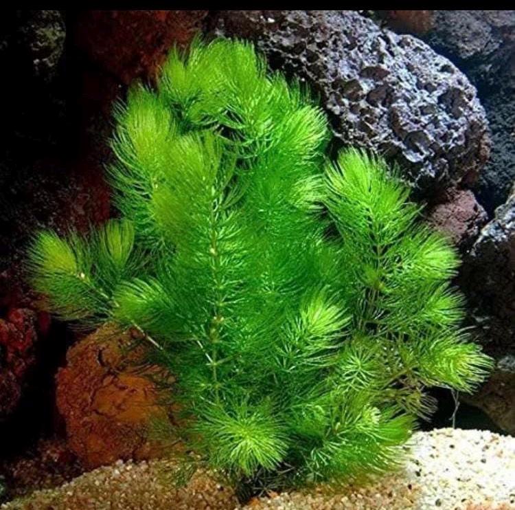 ๐ฟ Hornwort & Guppy Grass Combo โ Easy, Fast-Growing Aquarium Plants for Natural Tanks