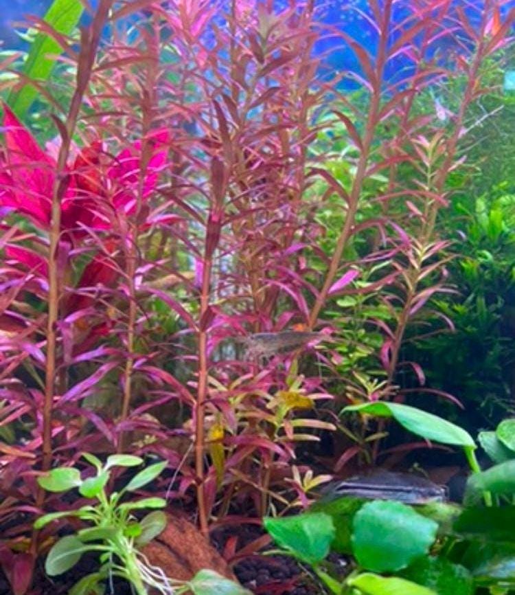 Rotala Magenta – Vibrant, Eye-Catching Live Aquarium Plant (Rotala sp. ‘Magenta’)
