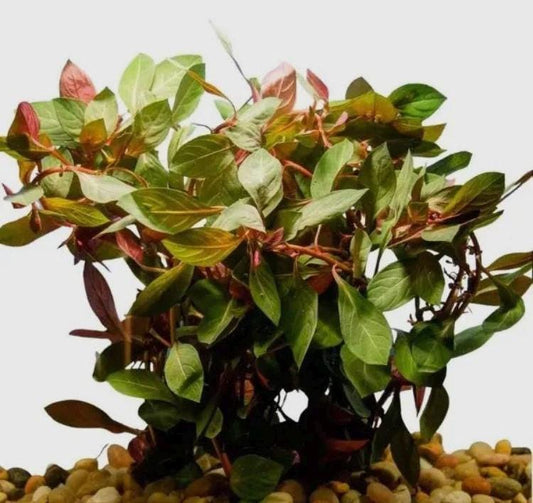 Dark Red Ludwigia – Vibrant Live Aquarium Plant (Ludwigia repens)