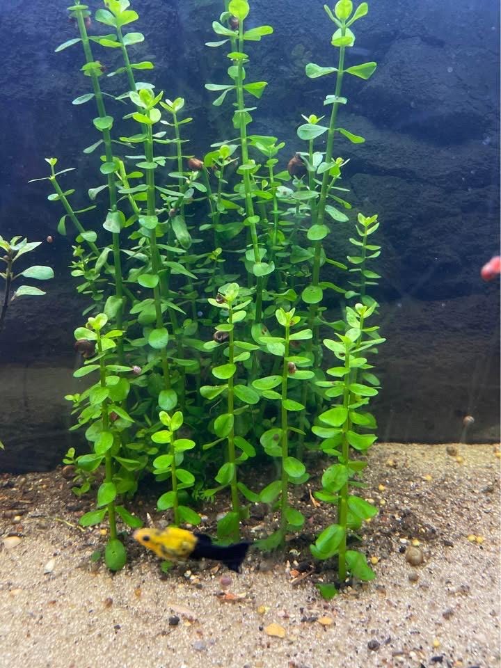 Moneywort – Bright Green, Easy Live Aquarium Plant (Bacopa monnieri)