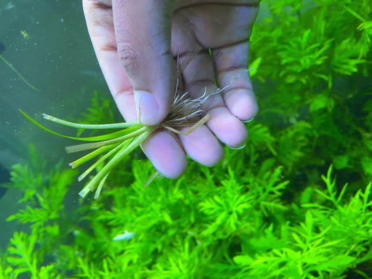 Dwarf Sagittaria - Live Aquarium Plant: Beautiful Carpet - Beginner Friendly Aquatic plants - Betta and Shrimp tank Plant