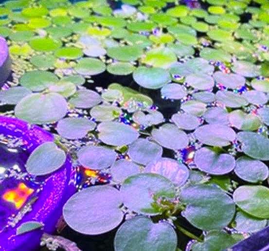 Amazon Frogbit- (Limnobium laevigatum) -Live Aquarium Plant - Floating Aquatic and Pond Plant