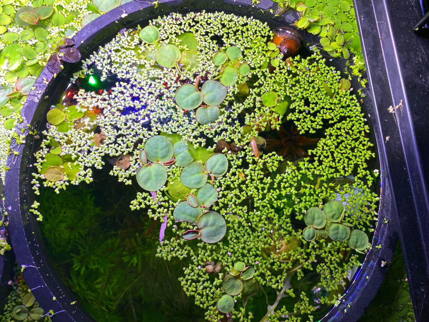 Foam Fish Feeding Ring with Suction cup - Aquarium decor - Plant Holder