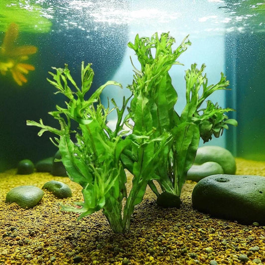Java Fern “Windlov (Lace Microsorum Pteropus) - Beginner Aquarium Plant