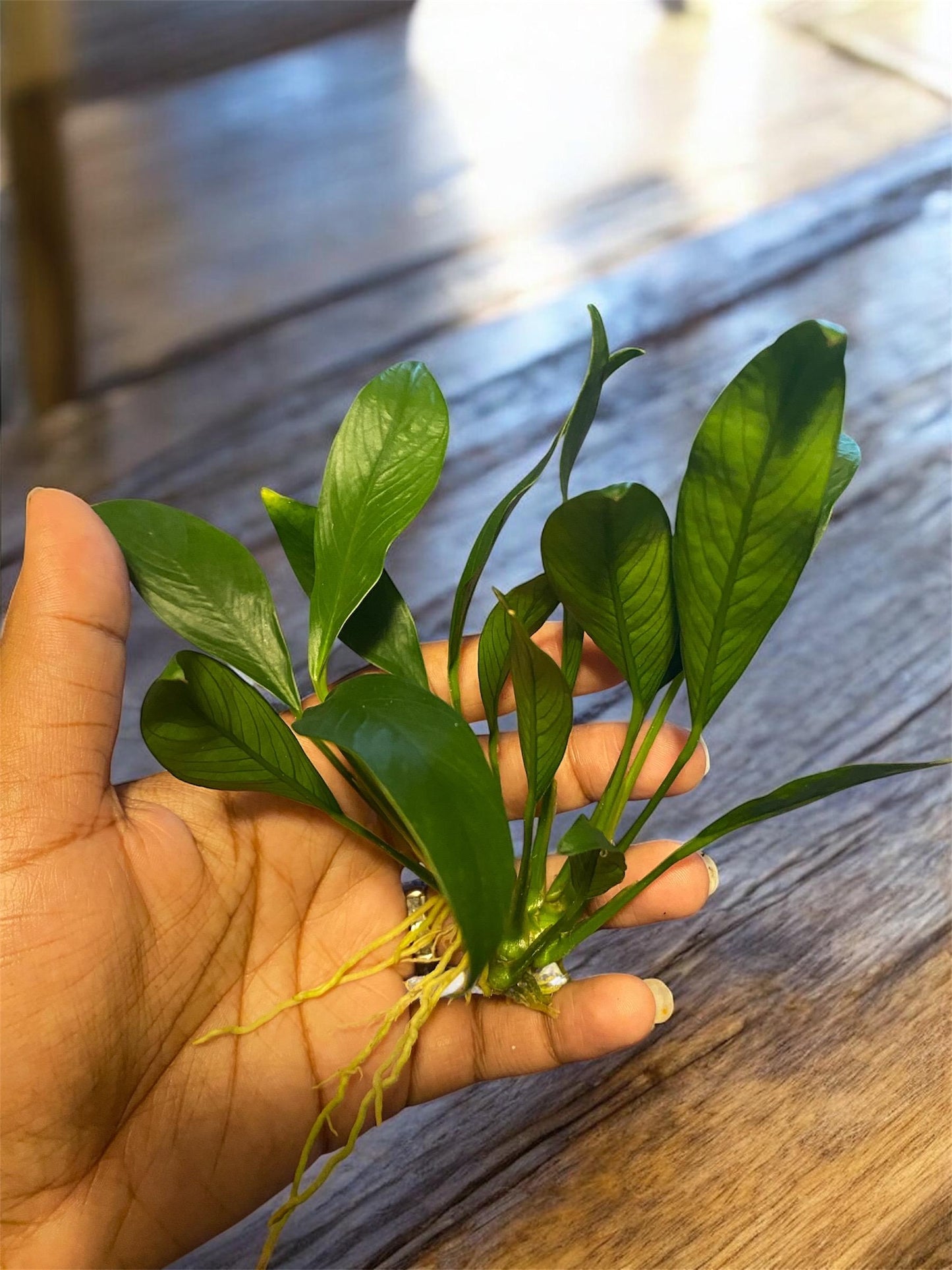 Anubias ( Congenesis ) - Beginner Aquarium Plant