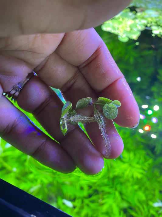 Salvina Minima and Redroot Floater plant Bundle - beginner floating plants - aquarium plants