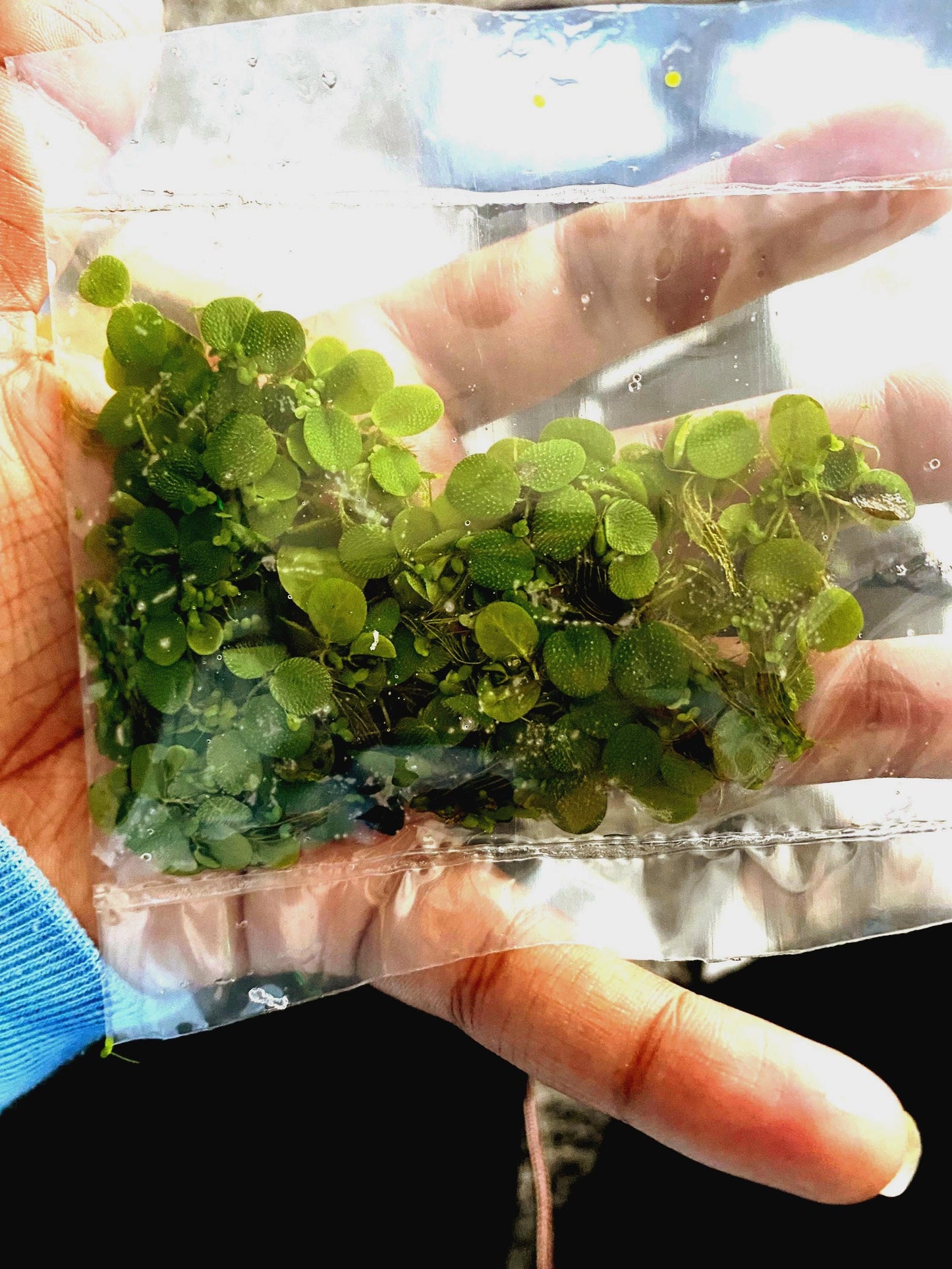 🌿 Salvinia Minima – Easy Floating Live Aquarium Plant