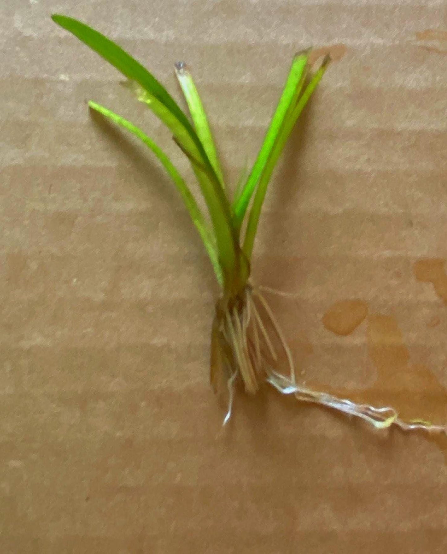 Dwarf Sagittaria - Live Aquarium Plant: Beautiful Carpet - Beginner Friendly Aquatic plants - Betta and Shrimp tank Plant