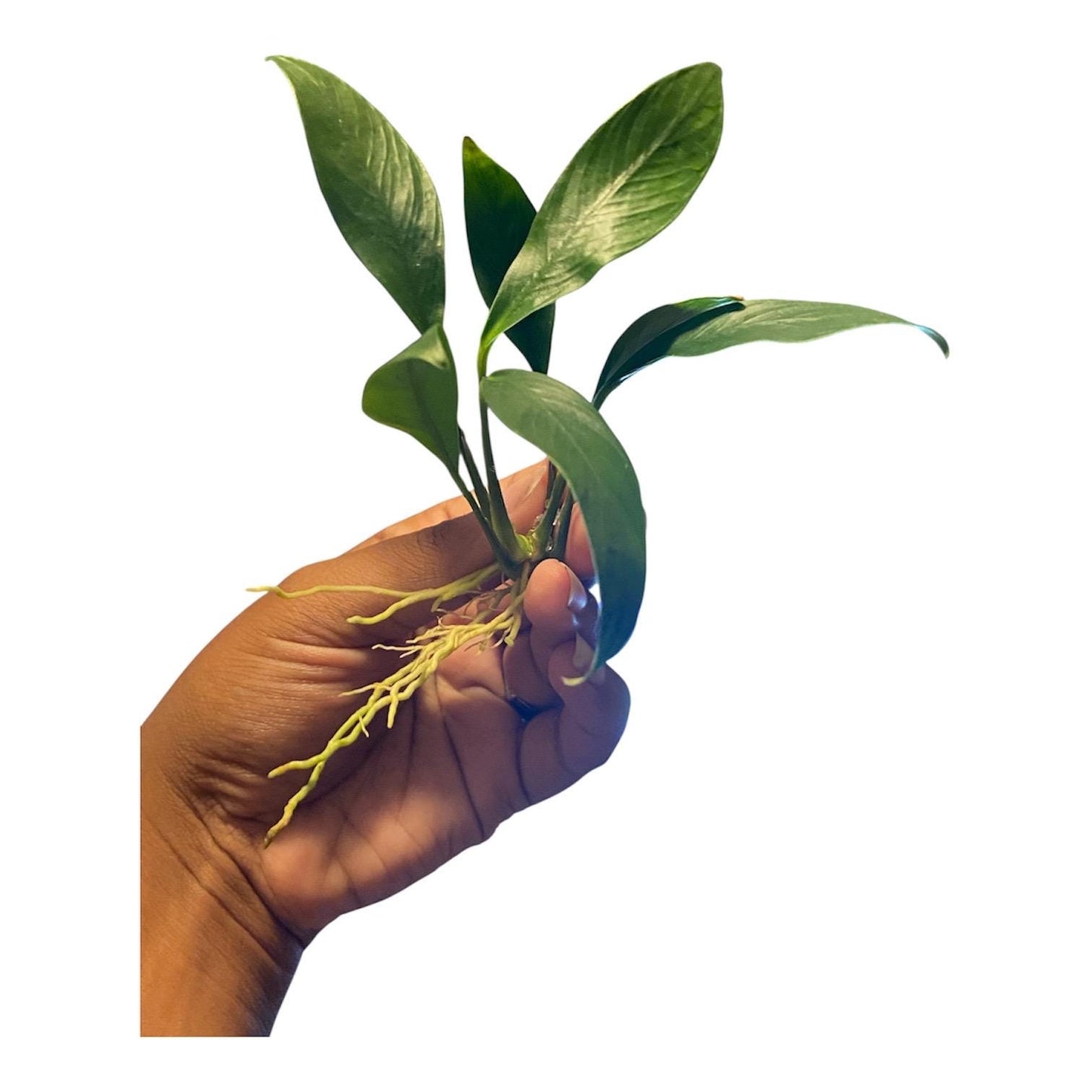 Anubias Nana Aquarium Plant: Beginner-Friendly Live Plant with Suction Cup