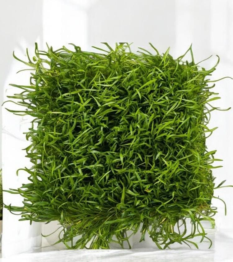 Micro Sword Plant: Live Aquarium Beginner Plant