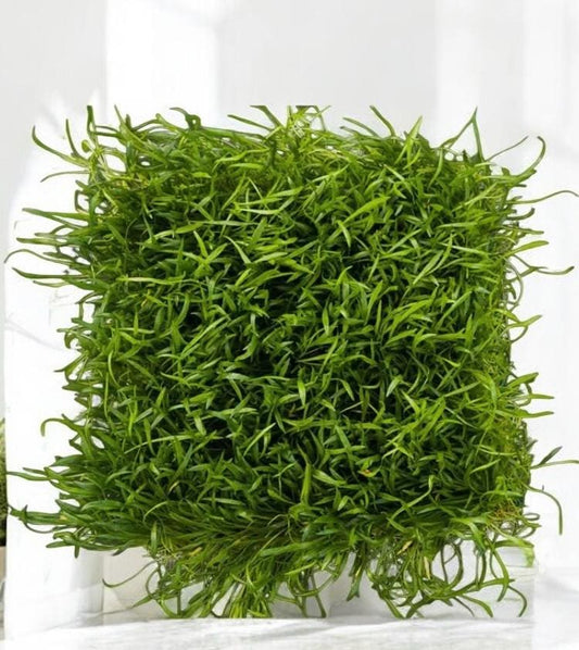 Micro Sword Plant: Live Aquarium Beginner Plant