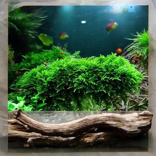 Christmas Moss: Live Aquarium Plant - Beginner Plant - shrimp favorite!
