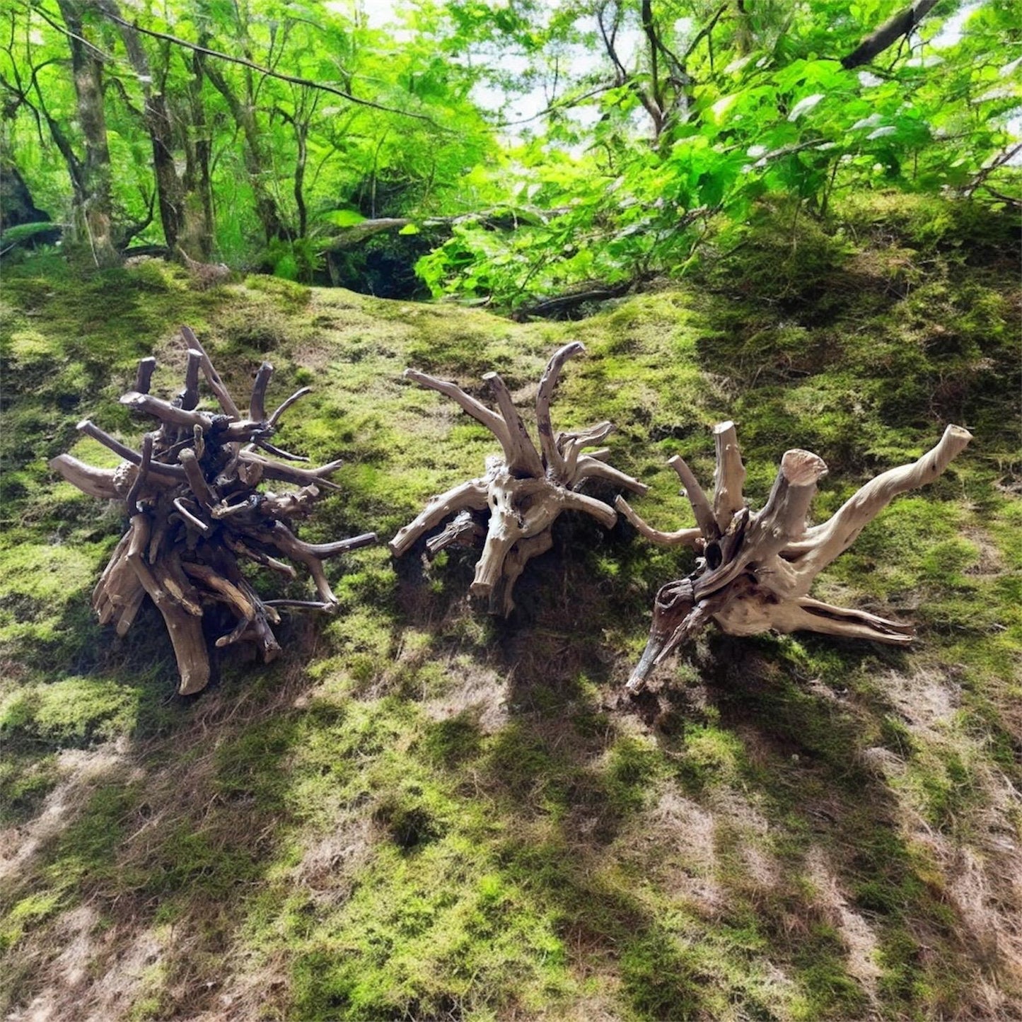 Natural Spiderwood Aquarium Decor: Unique Driftwood for Terrariums (4-7in)