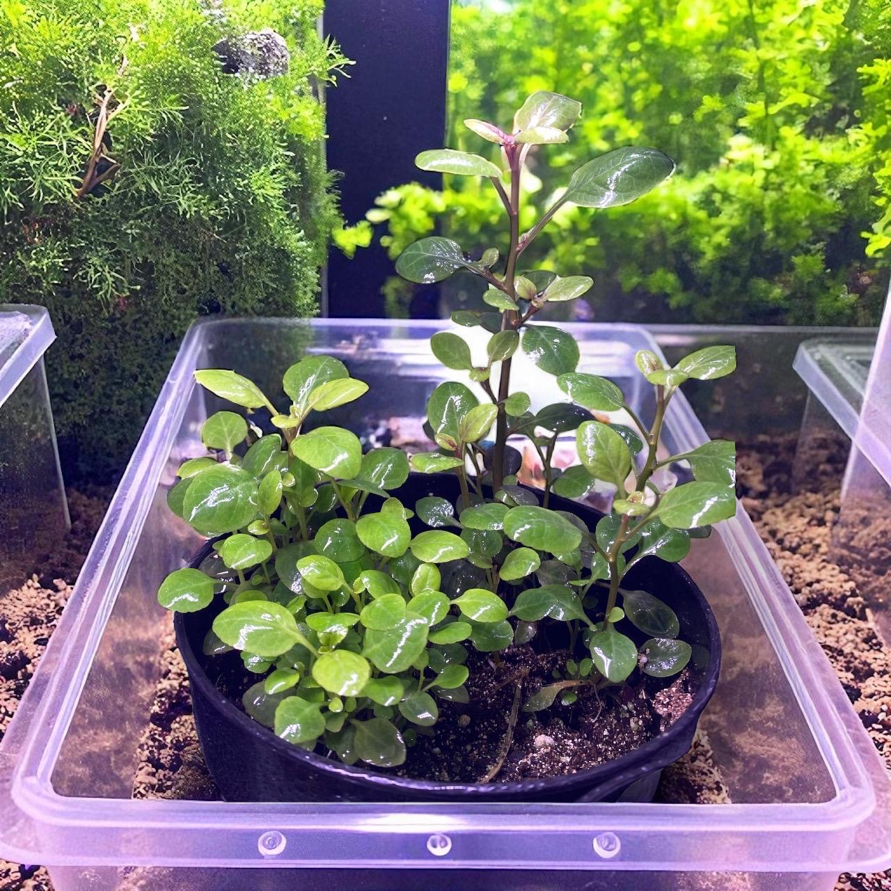 Lobelia Cardinalis Live Plant | Cardinal Flower Aquatic & Pond Plant | Native Red Flower | Aquarium Background Plant | Wetland Garden Plant