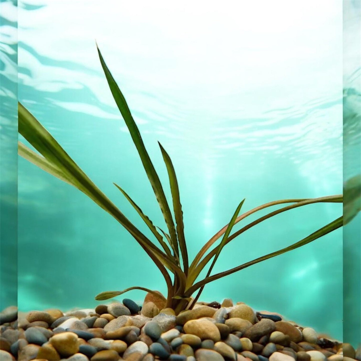 Cryptocorynes Spiralis - Live aquarium Plant - Beginner Plant