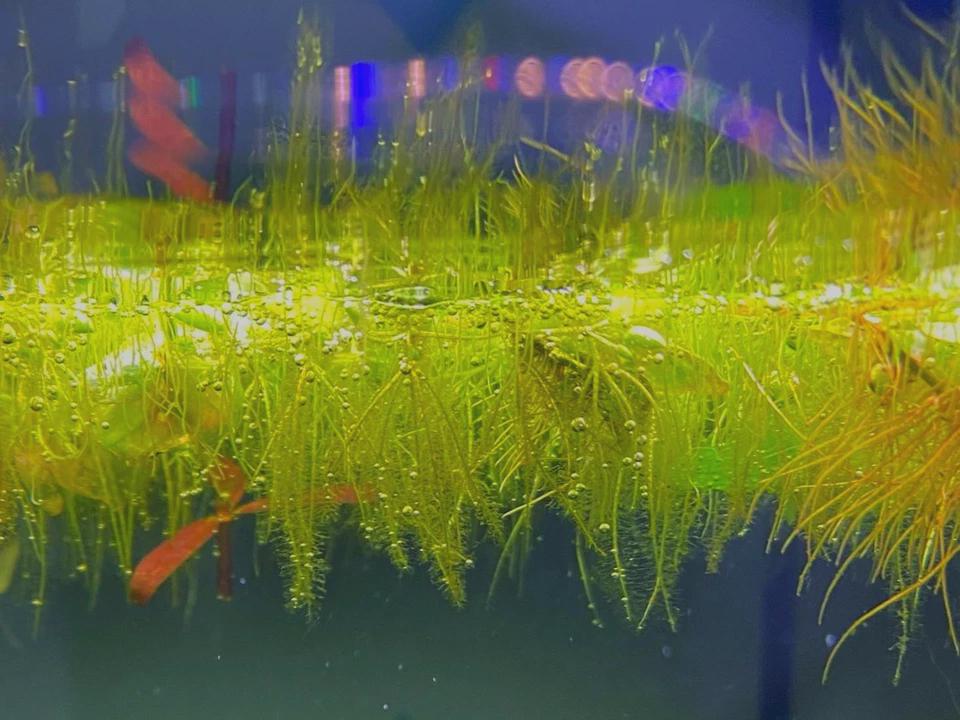 Duckweed and Salvinia Minima - Easy Live Aquarium Plant (4oz Portion)