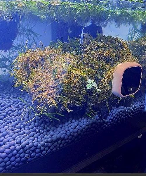 Java Moss Portion (Taxiphyllum Barbieri): Live Aquarium Plant - 3oz