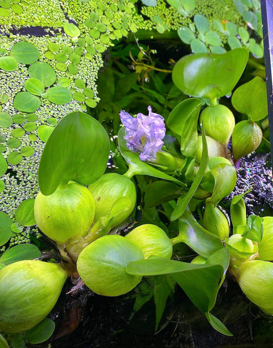 Water Hyacinth (Eichhornia crassipes) Live Floating Aquarium & Pond Plant | Fast Growing, Natural Shade - Nitrate Control