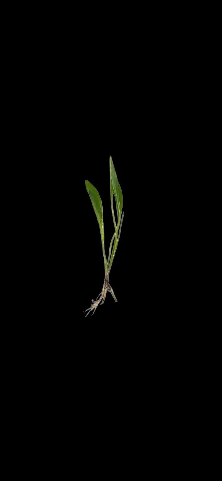 Narrow Leaf Chain Sword Live Aquarium Plant | Foreground Carpet Plant for Aquascape Tanks | Easy Low-Tech Aquarium Plant