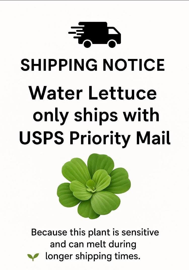 Dwarf Water Lecttuce & Red Root Floater Bundle- Aquarium plants - Beginner Plants
