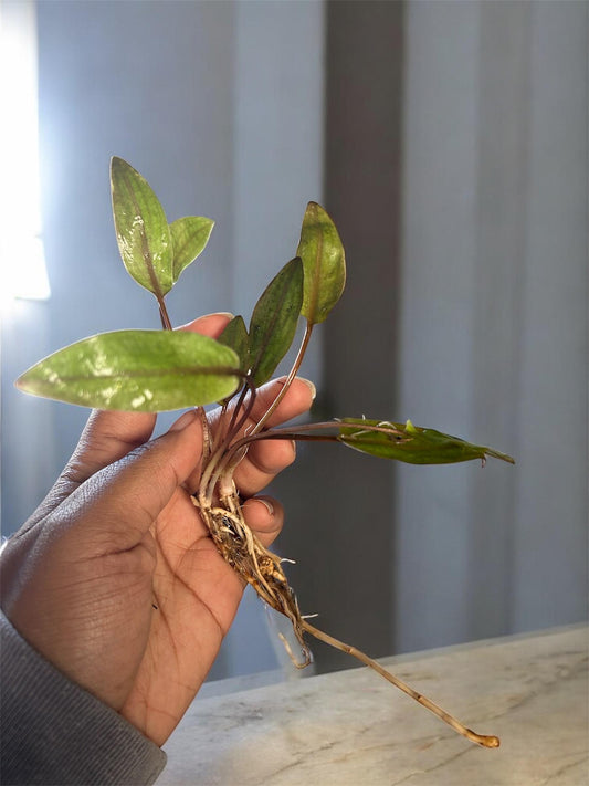 Cryptocoryne Undulata Hardy, Wavy-Leaf Aquarium Plant for Midground Beauty