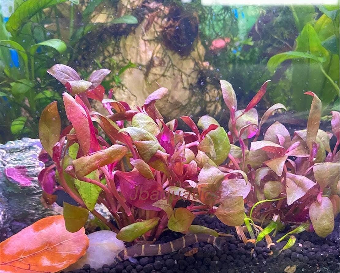 Alternanthera Reineckii (Scarlet Temple)- Live Aquarium Plant | Easy Beginner Plant for Aquascaping | Vibrant Red