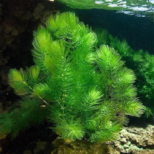 Hornwort (coontail) Plant: Beginner Aquarium Plant