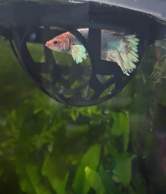 Floating Betta Bungalow: Fish Tank Rest Cave - Aquarium Decor