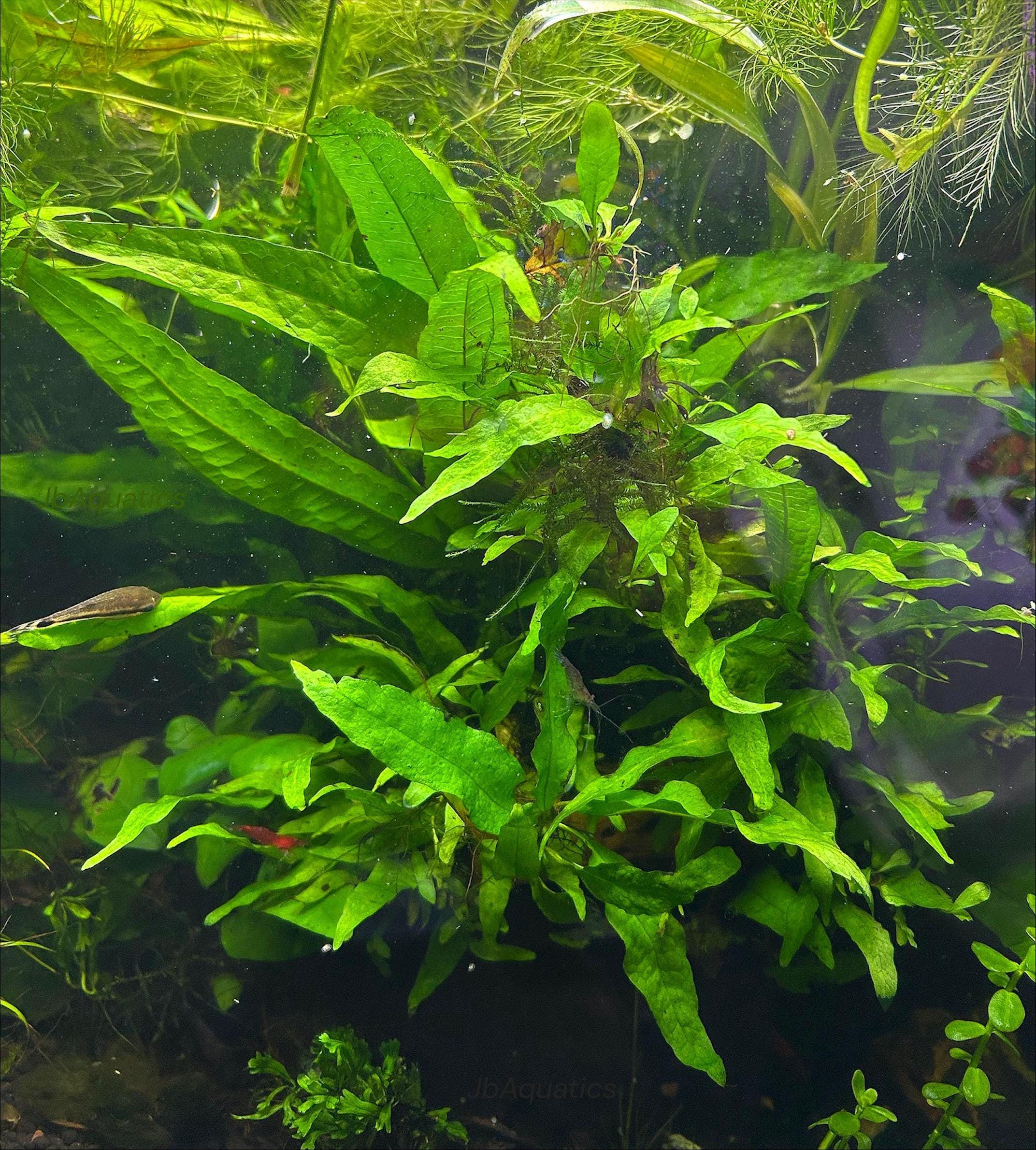 Java Fern Live Aquarium Plant - Beginner Plant – JbAquatics