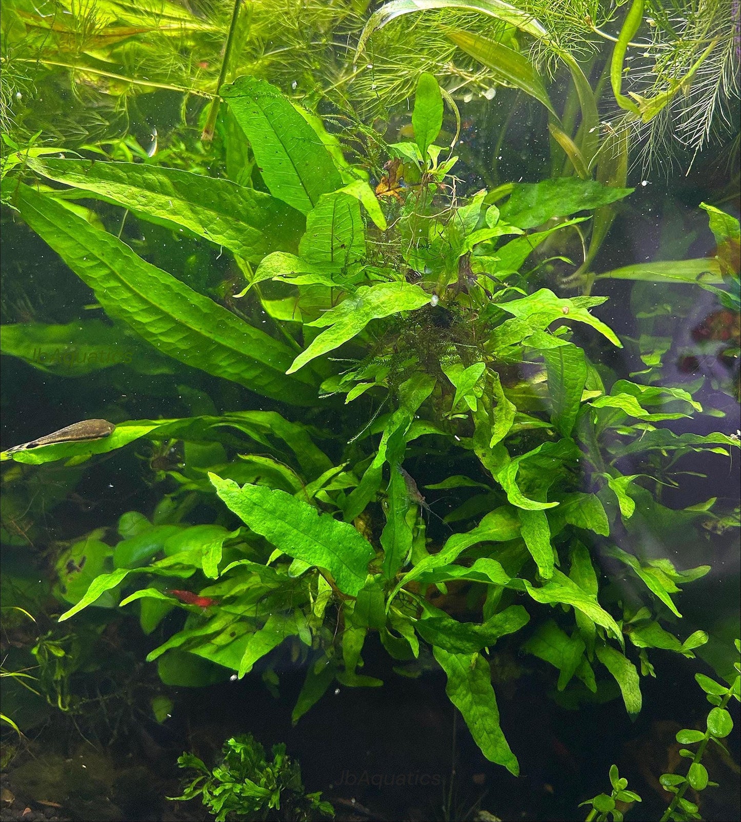Java Fern Live Aquarium Plant - Beginner Plant