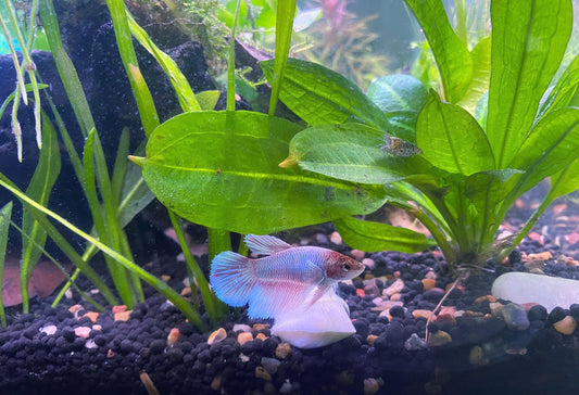 Rosette Sword Live Aquarium Plant - Low Tech Betta Fish Plant