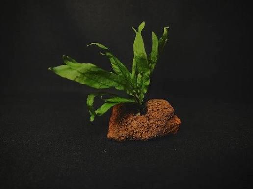 Java Fern on Lava Rock Live Aquarium Plant | Low Light Aquatic Fern | Betta & Shrimp Safe Aquascape Decor