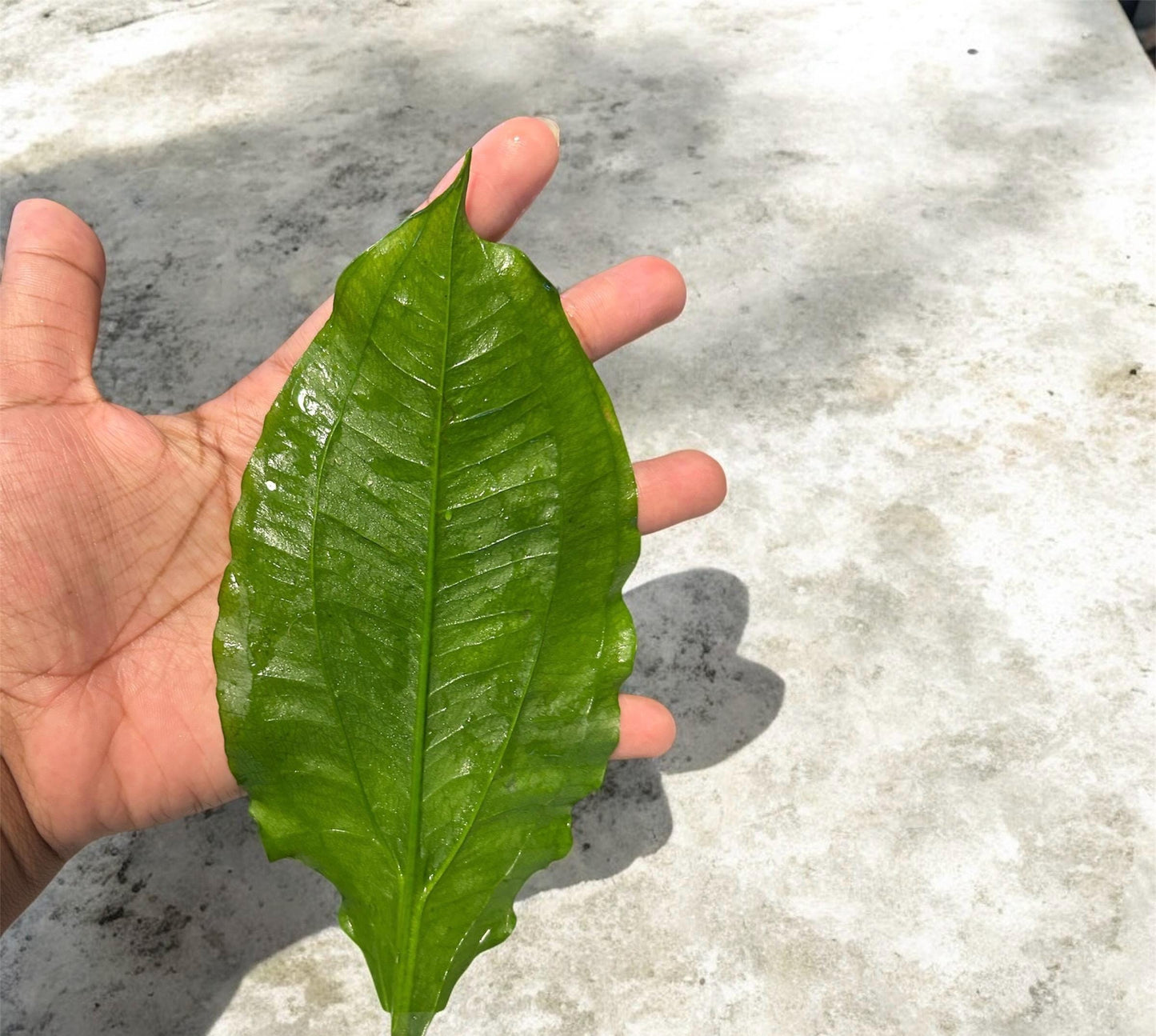 GIANT Potted Amazon Sword (Echinodorus Bleheri) - Live Aquarium Plant | 20-24in Tall