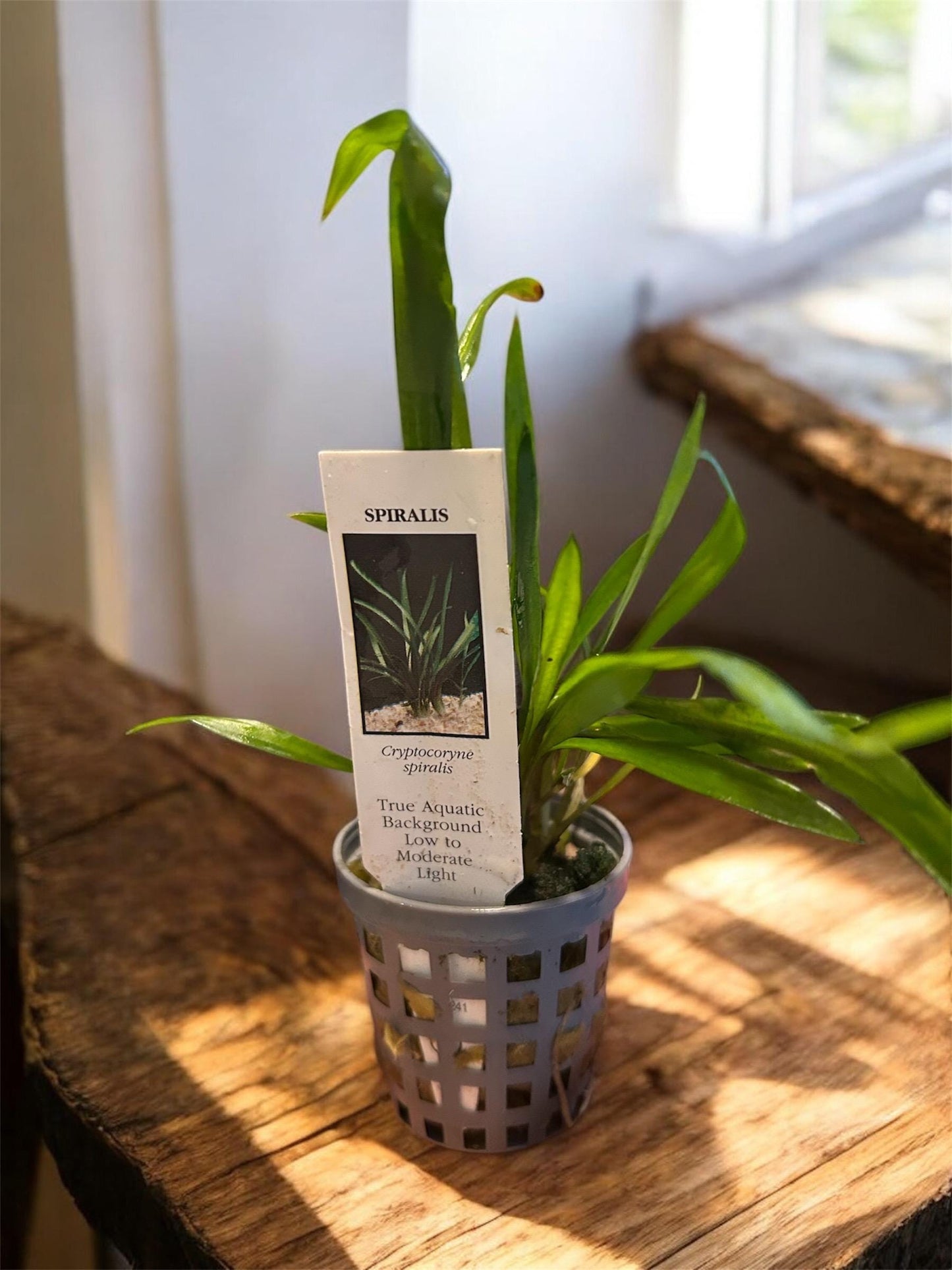 Cryptocoryne Spiralis | Tall Aquarium Plant for Freshwater Tanks