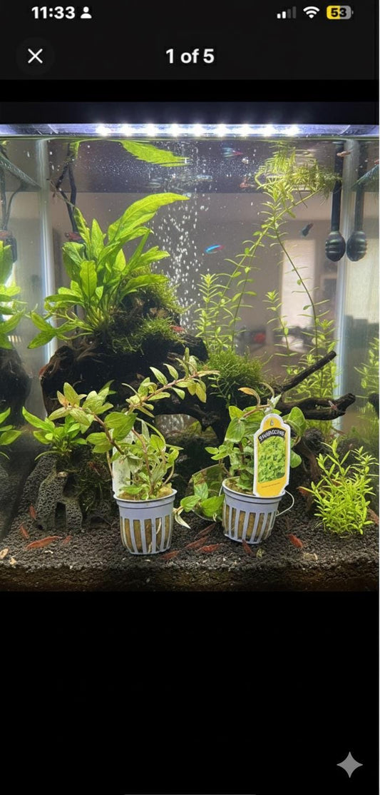 Staurogyne Repens Live Aquarium Plant | Easy Foreground Carpet Plant Freshwater Aquascape Aquatic Plant