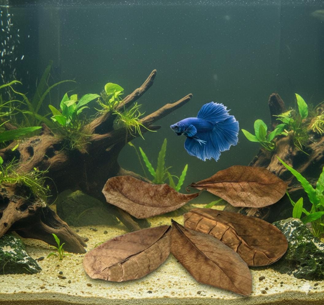 Premium Indian Almond Leaves for Aquariums Natural Catappa Leaves for Betta Fish, Shrimp & Blackwater Tanks