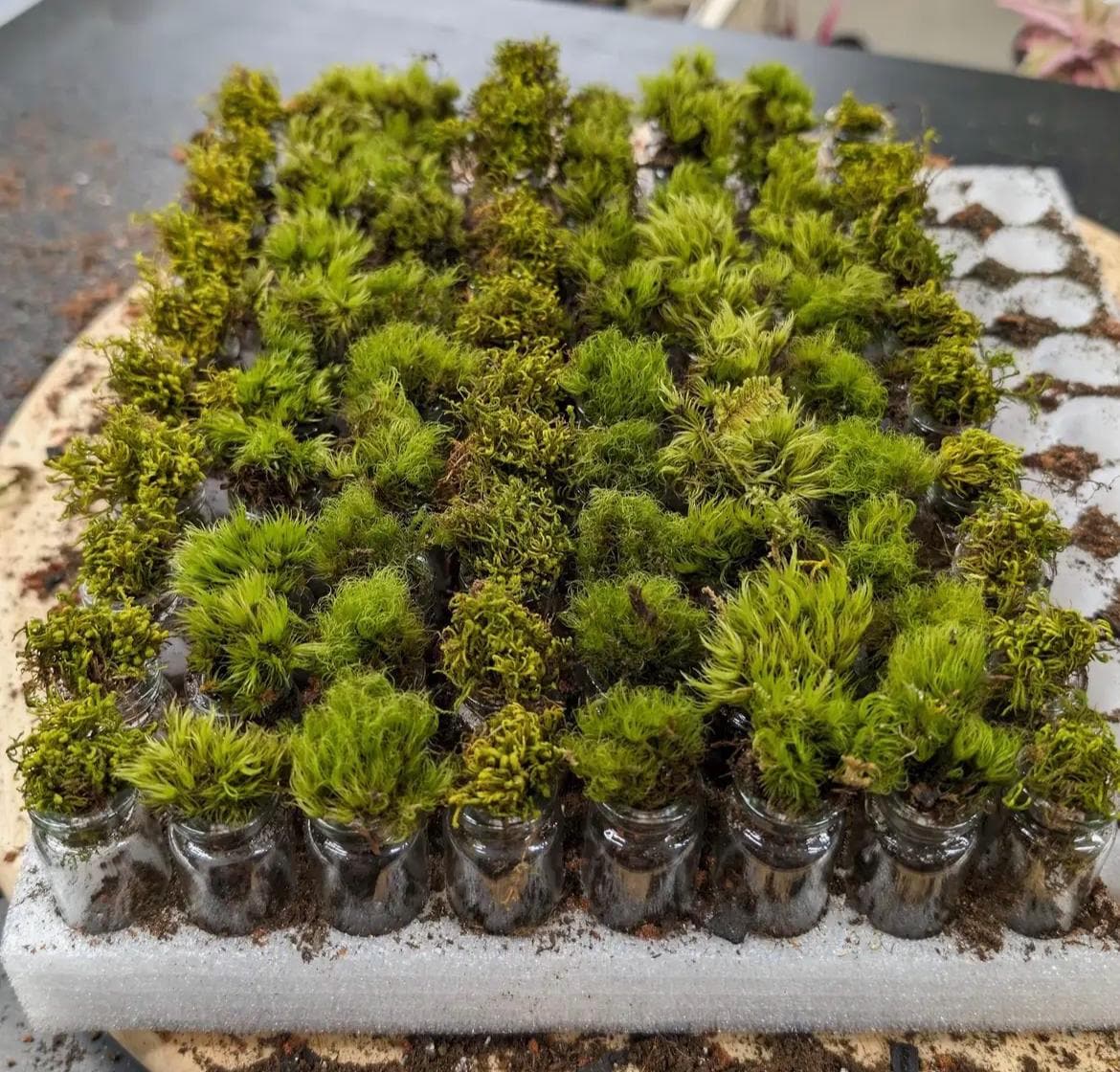 Self Sustaining Mini Ecosystem Closed Moss Terrarium Miniature Living Terrarium Jar Desktop Nature Decor | Pocket Terrarium