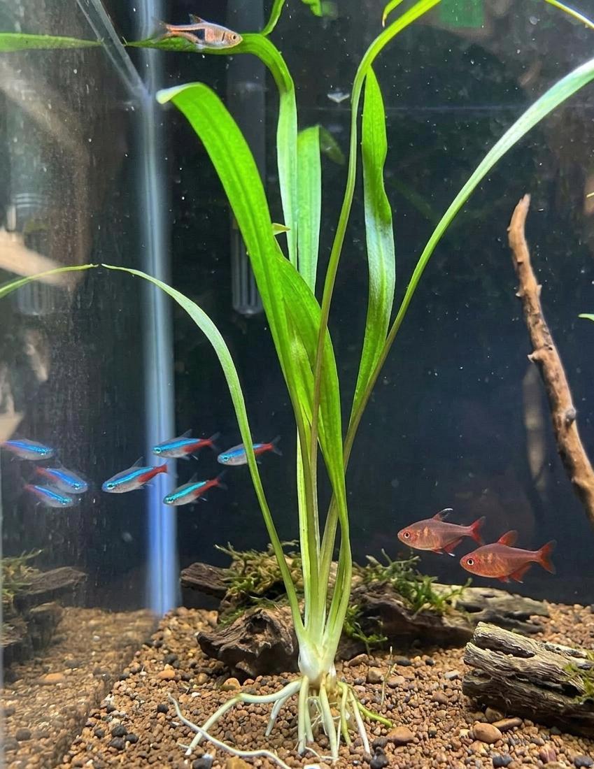 Crypt Parva Live Aquarium Plant Cryptocoryne Parva Foreground Plant | Aquascape