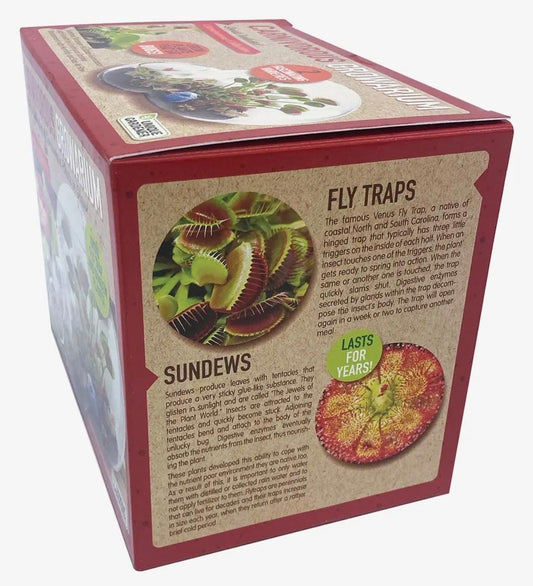 Venus Fly Trap and Sundew Growing Kit Carnivorous Plant Starter Kit Live Flytrap Plant with Soil & Terrarium Beginner Plant Kit