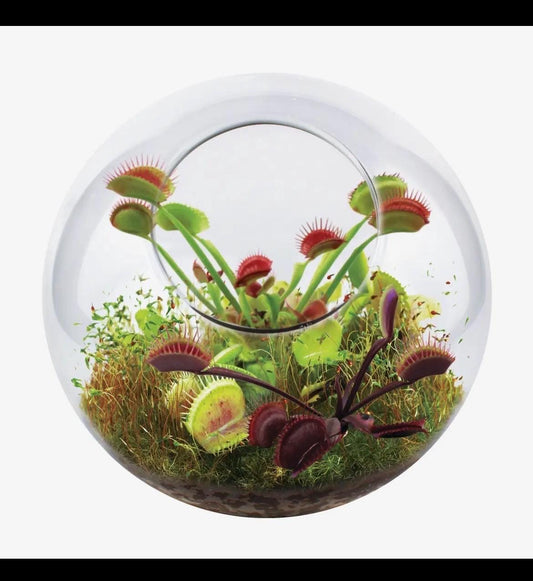 Venus Fly Trap Growing Kit Carnivorous Plant Starter Kit Live Flytrap Plant with Soil & Pot Beginner Plant Kit