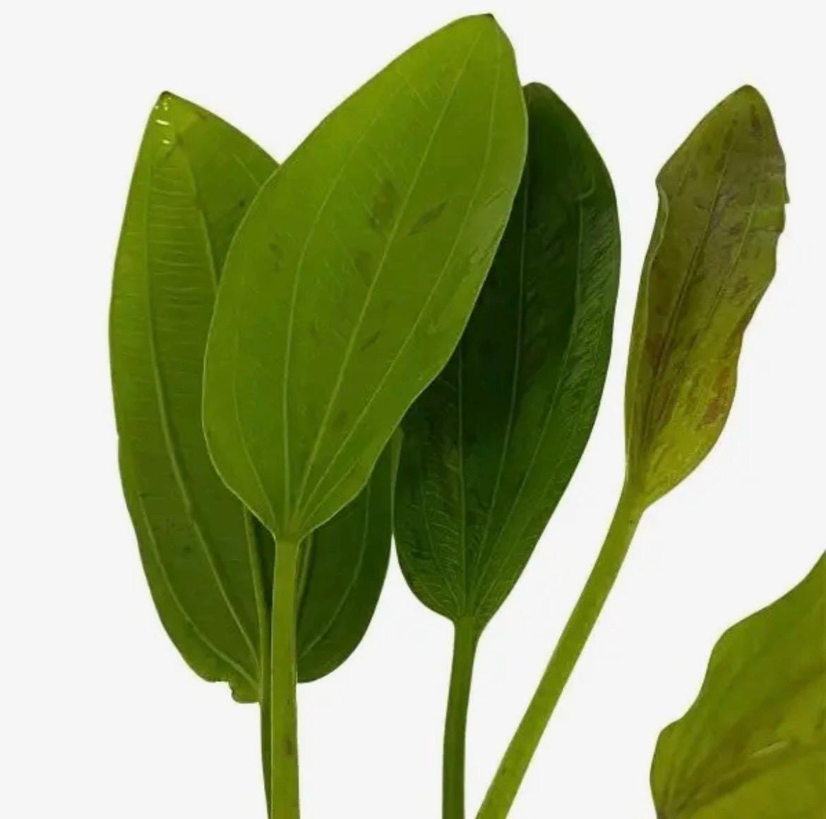 Green Radican Sword Aquarium Plant Echinodorus Radicans Live Freshwater Plant Easy Beginner Fish Tank Plant Aquascape Background Plant