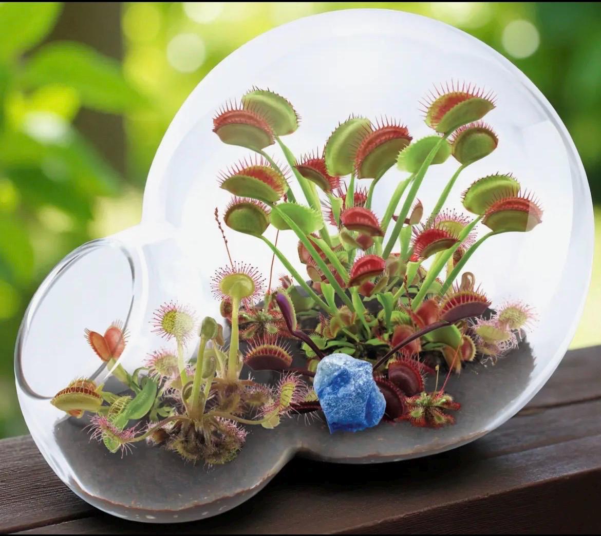 Venus Fly Trap and Sundew Growing Kit Carnivorous Plant Starter Kit Live Flytrap Plant with Soil & Terrarium Beginner Plant Kit